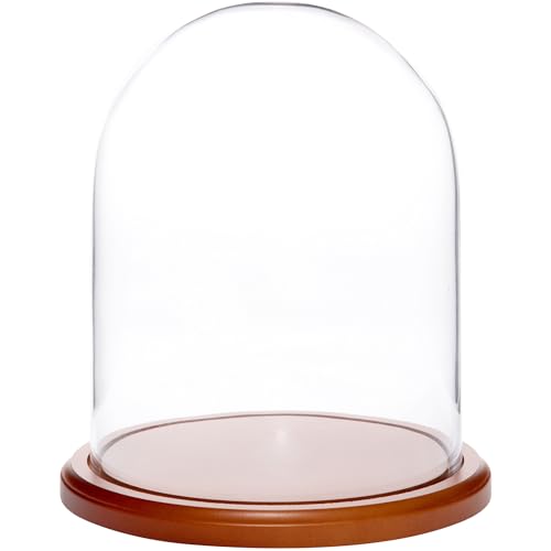 Plymor 8" x 10.25" Glass Display Dome Cloche (Walnut MDF Base) - color: Walnut Mdf Base