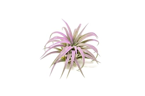 Lavender Colorful Tillandsia Air Plants - Long Lasting Color Enhanced Live Tillandsia Succulent House Plants - Home and Garden Decor - Easy Care Indoor and Outdoor Plant - size: Single, style: Ionantha Rubra