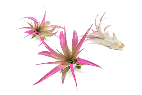 Fuchsia Colorful Tillandsia Air Plants - Long Lasting Color Enhanced Live Tillandsia Succulent House Plants - Home and Garden Decor - Easy Care Indoor/Outdoor Plants (Brachycaulos Abdita, Pack of 3) - size: Pack of 3, style: Brachycaulos Abdita