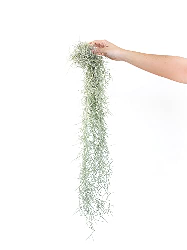 Thick Colombian Spanish Moss Live Strands with Wire Hook - Tillandsia Usneiodes - Live Tillandsia Succulent House Plants - Home and Garden Decor - Easy Care Indoor and Outdoor Plants - size: Pack of 1