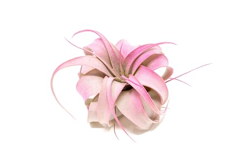 Fuchsia Colorful Tillandsia Air Plants - Long Lasting Color Enhanced Live Tillandsia Succulent House Plants - Home and Garden Decor - Easy Care Indoor/Outdoor Plants (Mini Xerographica, Single) - size: Single, style: Mini Xerographica