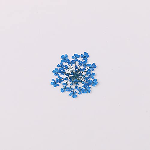 100pcs/pack Ammi majus Natural Pressed Dried Flower for Resin Jewelry Making, Soap and Candle Making, Scrapbooking DIY (Navy Blue) - color: Navy Blue