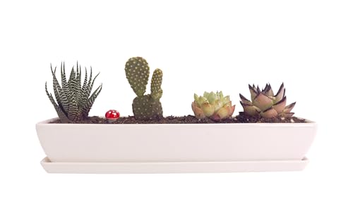 Long Rectangle White Ceramic Succulent Planter Pots with Ceramic Saucers/Mini Flower Plant Containers wPlant Window Boxes for Office/Home, 11 x 2.36 x 1.64inch (1 pcs Rectangle Pot) - color: 1 Pcs Rectangle Pot