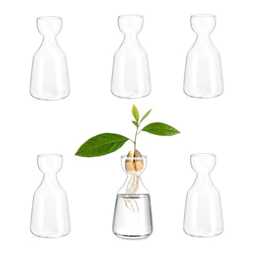 Glasseam Avocado Vase Set of 6 Avocado Acorn Seed Growing Glass Planter
