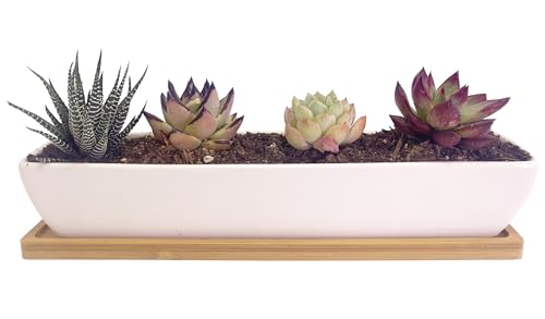 11.1 inch Long Rectangle White Ceramic Succulent Planter Pots/Mini Flower Plant Containers with Bamboo Saucers Plant Window Boxes for Office/Home, 11 x2.28x1.73inch (Long Rectangle)