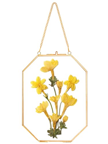 REDHUGO Pressed Flower Frames, Glass Floating Frames for Display Dried Plant Specimen Picture, Hanging Brass Photo Frame with Chain, Double Clear Glass, Vintage Wall Decor, Octagon, Gold, 6x8 Inches - color: Gold, size: 6 X 8 inches