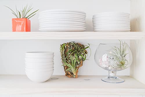 Medium Natural Cork Bark DIY Kit with Mini Xerographica Air Plants, Glue and Hook - Live Tillandsia Succulent House Plant - Wholesale and Bulk - Home and Garden Decor - Easy Care Indoor Outdoor Plants - size: Kit+Xerographica