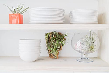 Medium Natural Cork Bark DIY Kit with Mini Xerographica Air Plants, Glue and Hook - Live Tillandsia Succulent House Plant - Wholesale and Bulk - Home and Garden Decor - Easy Care Indoor Outdoor Plants - size: Kit+Xerographica