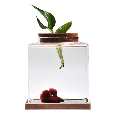 Desktop Betta Fish Bowl Glass with Wood Lid and Bamboo Stand Small Fish Bowl Hydroponic Plant Terrarium Aquarium Starter Kit 0.5 Gallon