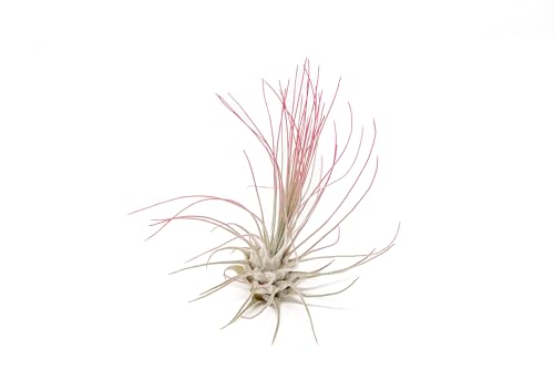Fuchsia Colorful Tillandsia Air Plants - Long Lasting Color Enhanced Live Tillandsia Succulent House Plants - Home and Garden Decor - Easy Care Indoor/Outdoor Plants (Argentea Thin, Single) - size: Single, style: Argentea Thin