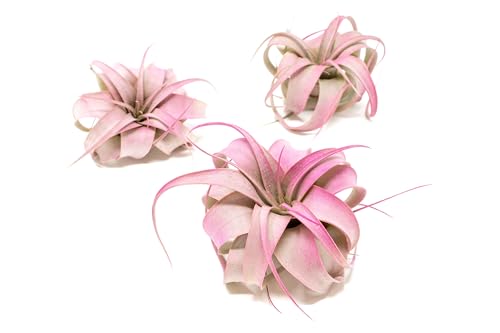 Fuchsia Colorful Tillandsia Air Plants - Long Lasting Color Enhanced Live Tillandsia Succulent House Plants - Home and Garden Decor - Easy Care Indoor/Outdoor Plants (Mini Xerographica, Pack of 3) - size: Pack of 3, style: Mini Xerographica