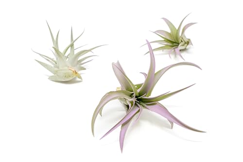Lavender Colorful Tillandsia Air Plants - Long Lasting Color Enhanced Live Tillandsia Succulent House Plants - Home and Garden Decor - Easy Care Indoor and Outdoor Plants - size: Pack of 3, style: Brachycaulos Abdita