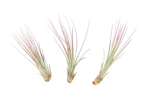 Fuchsia Colorful Tillandsia Air Plants - Long Lasting Color Enhanced Live Tillandsia Succulent House Plants - Home and Garden Decor - Easy Care Indoor/Outdoor Plants (Juncea, Pack of 3) - size: Pack of 3, style: Juncea