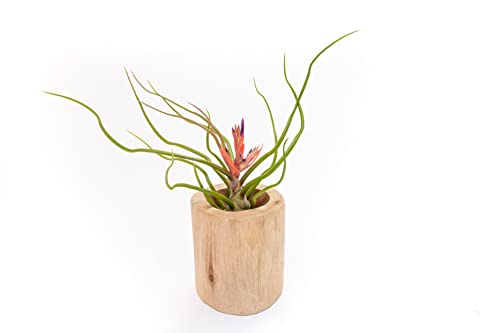 Air Plant Shop Driftwood Container with Custom Air Plant - Succulents - Live Tillandsia - Easy Care Indoor and Outdoor House Plants (Bulbosa Belize) - style: Bulbosa Belize