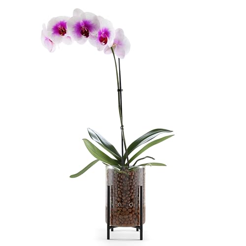 Pot & Pebble C8 Glass Orchid Pot, Metal Base - LECA Semi-Hydro Planter