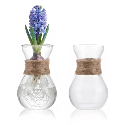 NUOBESTY 2 Pack Glass Bulb Flower Vases Transparent Hydroponic Plant Vase for Hyacinth Bulbs Root Viewing Propagation Vase Small Desktop Centerpiece for Home Office Decor