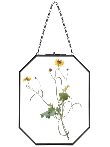REDHUGO Pressed Flower Frames, Glass Floating Frames for Display Dried Plant Specimen Picture, Hanging Brass Photo Frame with Chain, Double Clear Glass, Vintage Wall Decor, Octagon, Black, 8x10 Inches - color: Black, size: 8 X 10 inches