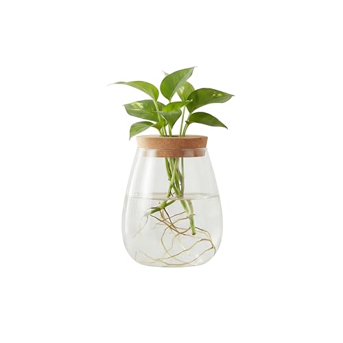 Totority Propagation Vases Glass Plant Terrarium Jar 5.7 Inch Plant Propagation Jars Transparent Glass Vase Water Drop Shape Terrarium for Indoor Desktop Planter Home Office Bedroom Decoration