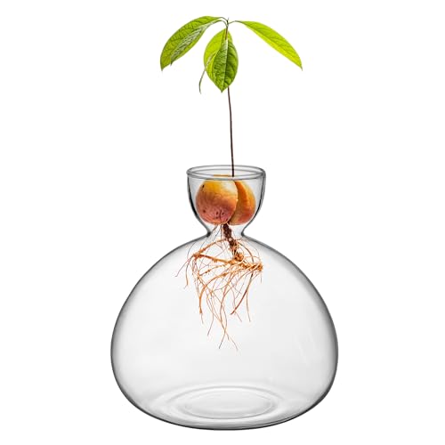 Large Avocado Grow Vase Glass Acorn Seed Starter Vase Planter for Growing | Premium Glass Avocado Growing Vases, Clear Avocado Pit Planter, Transparent Bulb Vase, Ideal for Gardening Indoor Hydroponics - size: 1PCS Plain 5.9*5.9*1.96inch