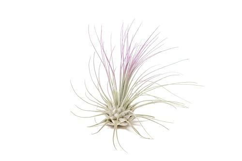 Lavender Colorful Tillandsia Air Plants - Long Lasting Color Enhanced Live Tillandsia Succulent House Plants - Home and Garden Decor - Easy Care Indoor and Outdoor Plants - size: Single, style: Argentea Thin