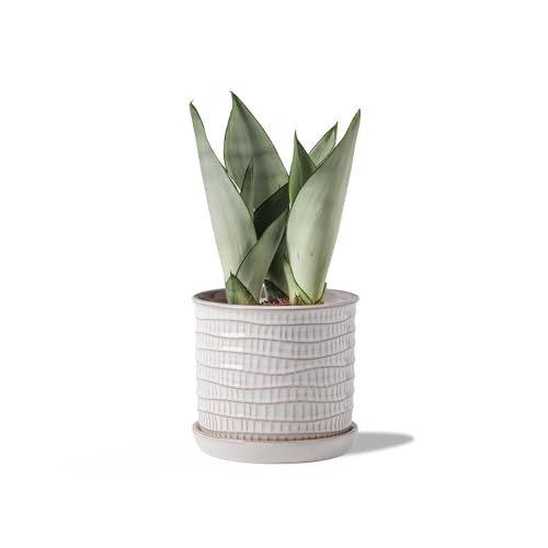 5.8 Inch Plant Pot: Ceramic Planter with Drainage Hole & Saucer - Cream White Flowerpot for Indoor & Outdoor Plants - with Separate Tray for Home & Office - Wave Embossed Design | Indoor/Outdoor Planter with Tray - Wave Embossed Flowerpot for Home & Offic