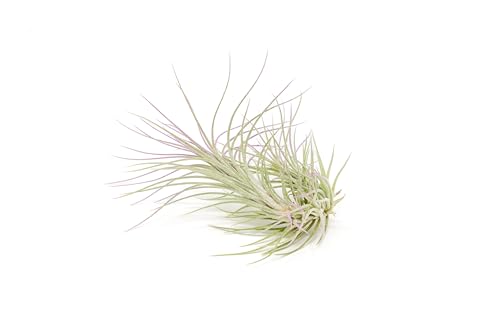 Lavender Colorful Tillandsia Air Plants - Long Lasting Color Enhanced Live Tillandsia Succulent House Plants - Home and Garden Decor - Easy Care Indoor and Outdoor Air Plant - size: Single, style: Funckiana