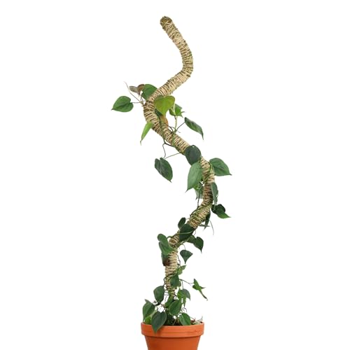 Bendable Moss Pole 54'' Monstera Plant Support | 100% Sustainably Farmed, Flexible Handmade Sphagnum, Climbing Indoor Plants Growth - size: 54 Inches