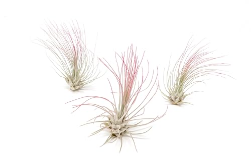 Fuchsia Colorful Tillandsia Air Plants - Long Lasting Color Enhanced Live Tillandsia Succulent House Plants - Home and Garden Decor - Easy Care Indoor/Outdoor Plants (Argentea Thin, Pack of 3) - size: Pack of 3, style: Argentea Thin