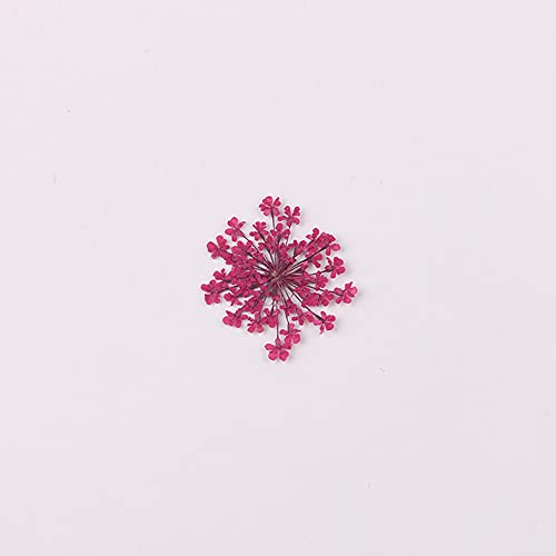 100pcs/pack Ammi majus Natural Pressed Dried Flower for Resin Jewelry Making, Soap and Candle Making, Scrapbooking DIY (Wine Red) - color: Wine Red