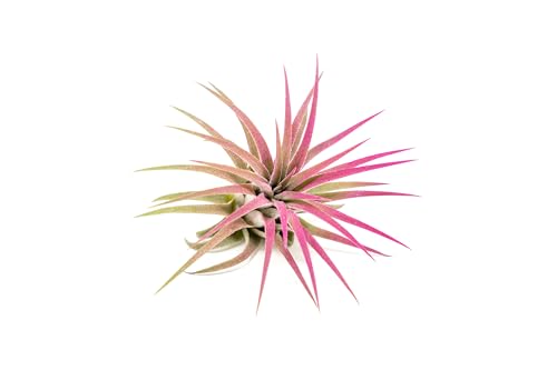 Fuchsia Colorful Tillandsia Air Plants - Long Lasting Color Enhanced Live Tillandsia Succulent House Plants - Home and Garden Decor - Easy Care Indoor/Outdoor Plants (Ionantha Rubra, Single) - size: Single, style: Ionantha Rubra