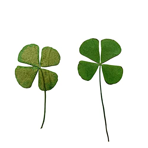 12 Pcs Dried Pressed Four Leaf Clover for Art Crafts DIY, YUNZHI Flat Leaves for Resin,Jewelry Making, Scrapbooking, Soap and Candle Making (0.79-0.98 inches) - size: 0.79-0.98 inches