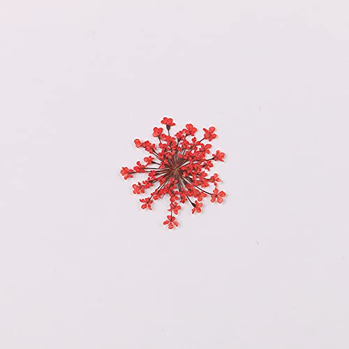 100pcs/pack Ammi majus Natural Pressed Dried Flower for Resin Jewelry Making, Soap and Candle Making, Scrapbooking DIY (Red) - color: Red