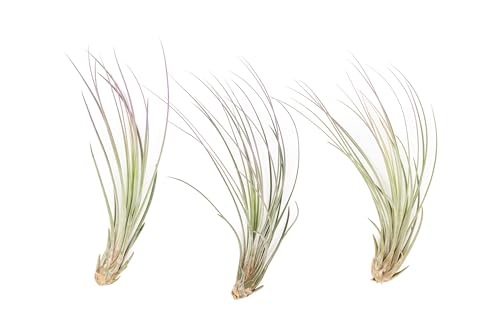 Lavender Colorful Tillandsia Air Plants - Long Lasting Color Enhanced Live Tillandsia Succulent House Plants - Home and Garden Decor - Easy Care Indoor and Outdoor Plants - size: Pack of 3, style: Juncea