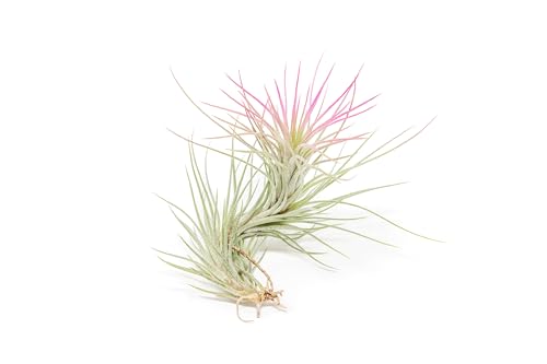 Fuchsia Colorful Tillandsia Air Plants - Long Lasting Color Enhanced Live Tillandsia Succulent House Plants - Home and Garden Decor - Easy Care Indoor/Outdoor Plants (Funckiana, Single) - size: Single, style: Funckiana