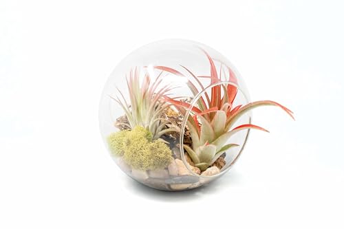Large Hand-Blown Glass Terrarium Kit with Red Abdita and Ionantha Air Plants - Live Tillandsia Succulent House Plant - Wholesale and Bulk - Home and Garden Decor - Easy Care Indoor and Outdoor Plants