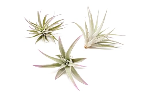 Lavender Colorful Tillandsia Air Plants - Long Lasting Color Enhanced Live Tillandsia Succulent House Plants - Home and Garden Decor - Easy Care Indoor and Outdoor Plants - size: Pack of 3, style: Harrisii