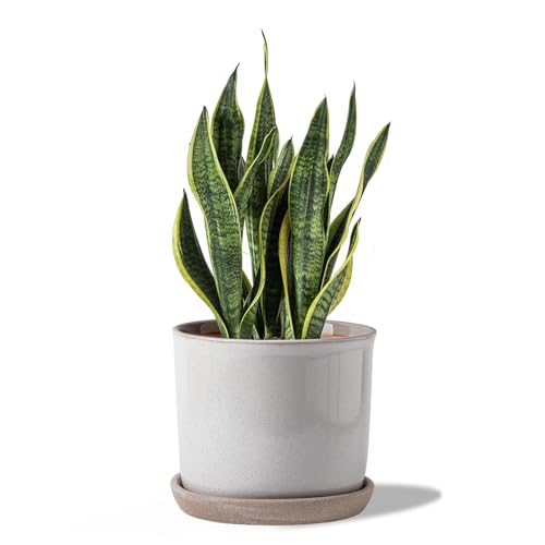 8 Inch Ceramic Plant Pot with Drainage Hole & Separate Saucer | Indoor/Outdoor Planter with Tray - Retro Grey Flowerpot for Home & Office - color: Retro Style, Grey, size: 8 inch