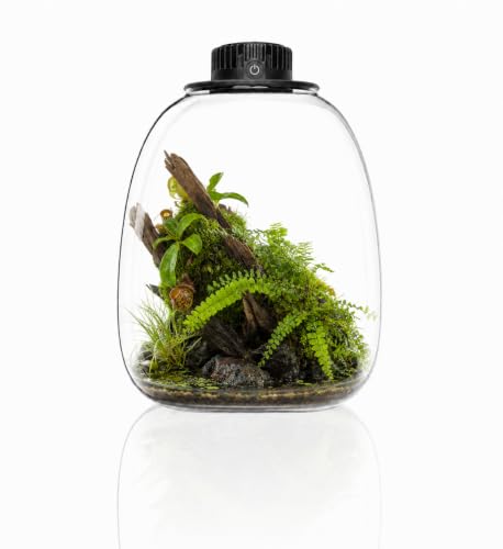 Bioloark QD-172 Penguin-Inspired Glass Terrarium with LED Grow Light, 6.9" x 9.1", 4.1L Bio Bottle Moss Terrarium for Plant Display, Ferns, and Miniature Landscapes - color: QD-172 (6.9 "X9.1")