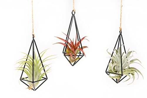 3 Pack Black Metal Pendant Hanging Planter with Assorted Medium Air Plant - Macrame Holder for Indoor Plants - Succulent Plant Hanger - Available in Wholesale and Bulk- Home and Garden Décor - size: Pack of 3
