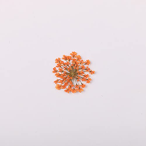 100pcs/pack Ammi majus Natural Pressed Dried Flower for Resin Jewelry Making, Soap and Candle Making, Scrapbooking DIY (Orange) - color: Orange