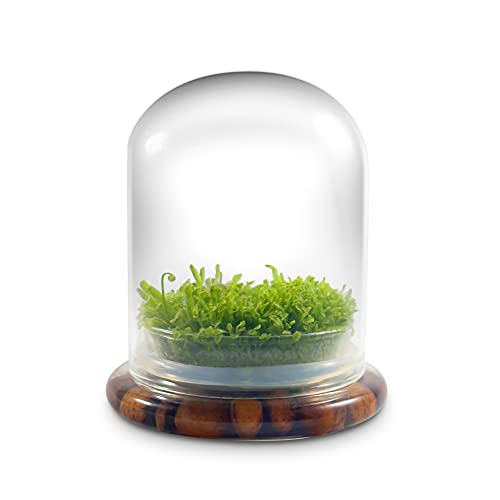 Bloomify Live Sundew Carnivorous Plants Live – Self-Growing Moss – No Maintenance Terrarium – Long-Lasting - Ecosystem