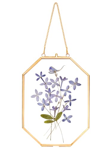 REDHUGO Pressed Flower Frames, Glass Floating Frames for Display Dried Plant Specimen Picture, Hanging Brass Photo Frame with Chain, Double Clear Glass, Vintage Wall Decor, Octagon, Gold, 5x7 Inches - color: Gold, size: 5 X 7 inches