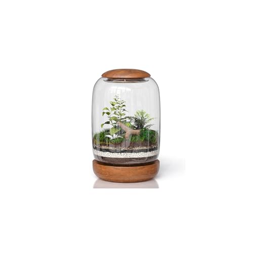 Exclusive Glass Terrarium with Natural Wood Lid and Base, Excellent for Plants and Decoration for Home or Office, Size: 8.7" Tall (22 cm) by 6.3" Wide (16 cm)