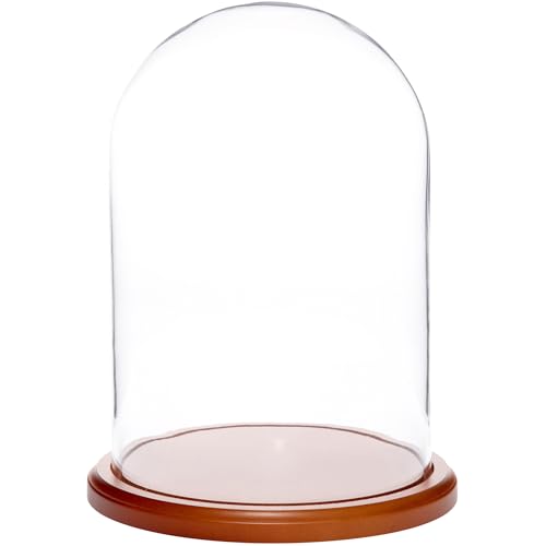 Plymor 8" x 12" Glass Display Dome Cloche (Walnut MDF Base) - color: Walnut Mdf Base