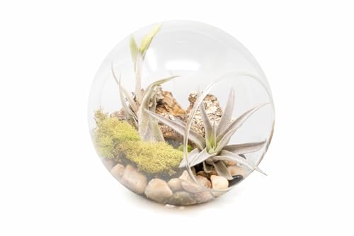 Large Hand-Blown Terrarium with Caput Medusae and Harrisii - Wholesale and Bulk - Succulents - Live Tillandsia - Easy Care Indoor and Outdoor House Plants