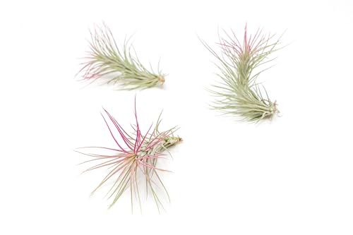 Fuchsia Colorful Tillandsia Air Plants - Long Lasting Color Enhanced Live Tillandsia Succulent House Plants - Home and Garden Decor - Easy Care Indoor/Outdoor Plants (Funckiana, Pack of 3) - size: Pack of 3, style: Funckiana