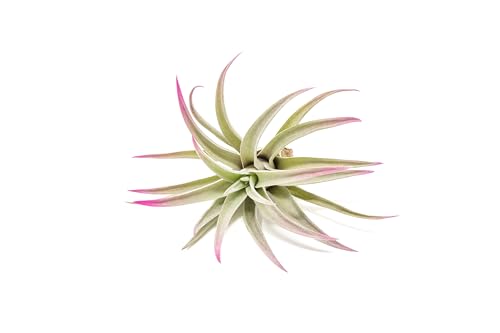 Fuchsia Colorful Tillandsia Air Plants - Long Lasting Color Enhanced Live Tillandsia Succulent House Plants - Home and Garden Decor - Easy Care Indoor/Outdoor Plants (Harrisii, Single) - size: Single, style: Harrisii