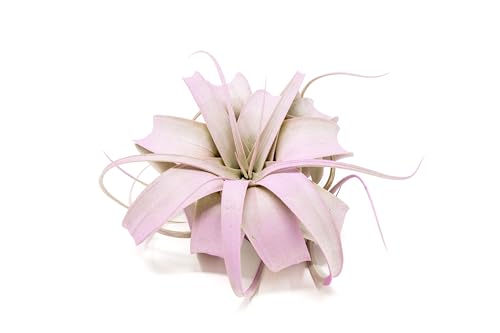 Lavender Colorful Tillandsia Air Plants - Long Lasting Color Enhanced Live Tillandsia Succulent House Plants - Home and Garden Decor - Easy Care Indoor and Outdoor Plants - size: Single, style: Mini Xerographica