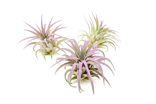 Lavender Colorful Tillandsia Air Plants - Long Lasting Color Enhanced Live Tillandsia Succulent House Plants - Home and Garden Decor - Easy Care Indoor and Outdoor Plants - size: Pack of 3, style: Ionantha Rubra