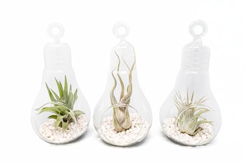 Air Plant Shop Hanging Light Bulb Terrarium with Crushed White Stones and Tillandsia Air Plant -Wholesale and Bulk- Succulents- Live Tillandsia - Easy Care Indoor and Outdoor House Plants (Pack of 3) - size: Pack of 3